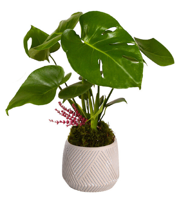 �izgili Vazoda Deve Taban� Monstera