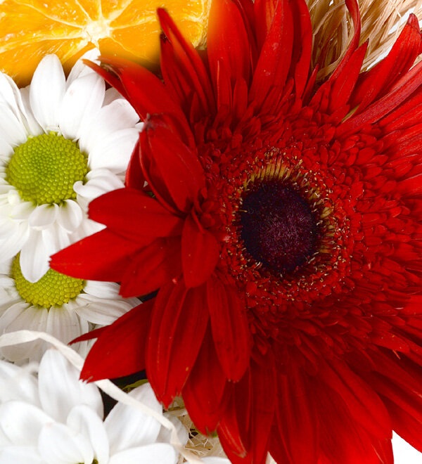 K�rm�z� Gerbera ve Papatyalar