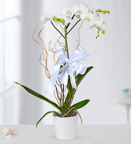 Beyaz Phalaenopsis Orkide