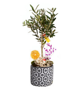 Desenli Saks�da Bonsai Zeytin A�ac�