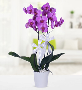 Beyaz Saks�da �ift Dall� Mor Orkide