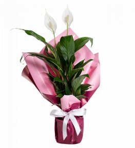 Pembe Ambalaj Ka��tl� Bar�� �i�e�i