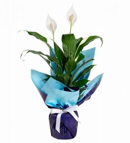Mavi Buket Ka��tl� Saks�da Spatifilyum