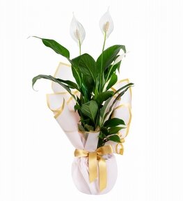 Beyaz Buket Ka��tl� Spatifilyum �i�e�i