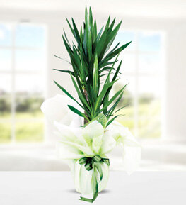 Yucca Dracena 2 K�kl�
