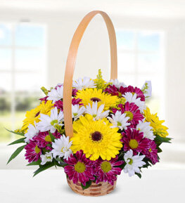 Sar� Gerbera ve Renkli Krizantem