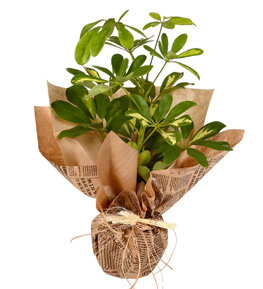 �eflera Bitkisi