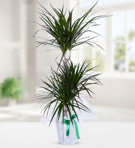 3 K�kl� Dracena Marginata