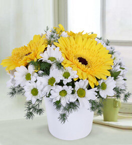 Sar� Gerbera ve Papatyalar