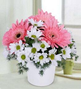 Gerbera Papatya Aranjman�
