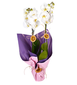 Sensiz Olmaz Beyaz �ift Dall� Orkide