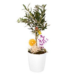 Bonsai Zeytin A�ac�