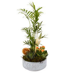 Botanik Bah�esi Haworthia �amadora ve Kalan�olar