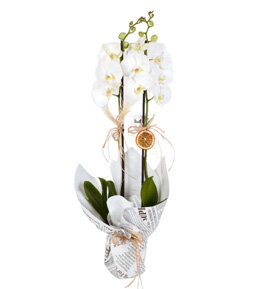 Beyaz Buketlik Ka��tl� �ift Dall� Beyaz Orkide