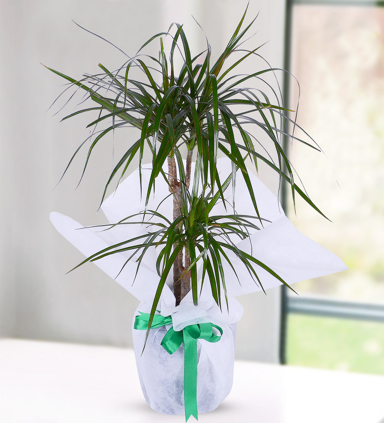 2 Kkl Marginata Dracena